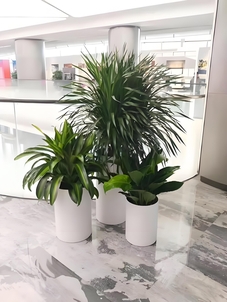 走进宁波奉化花木租赁，邂逅心仪的绿色风景